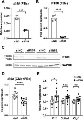 Knockdown of Ift88 in fibroblasts causes extracellular matrix remodeling and decreases conduction velocity in cardiomyocyte monolayers